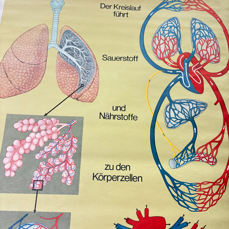 Vintage school chart – Respiration & Circulation – Hagemann Biology Medical Teaching Chart, Roller Chart, Used