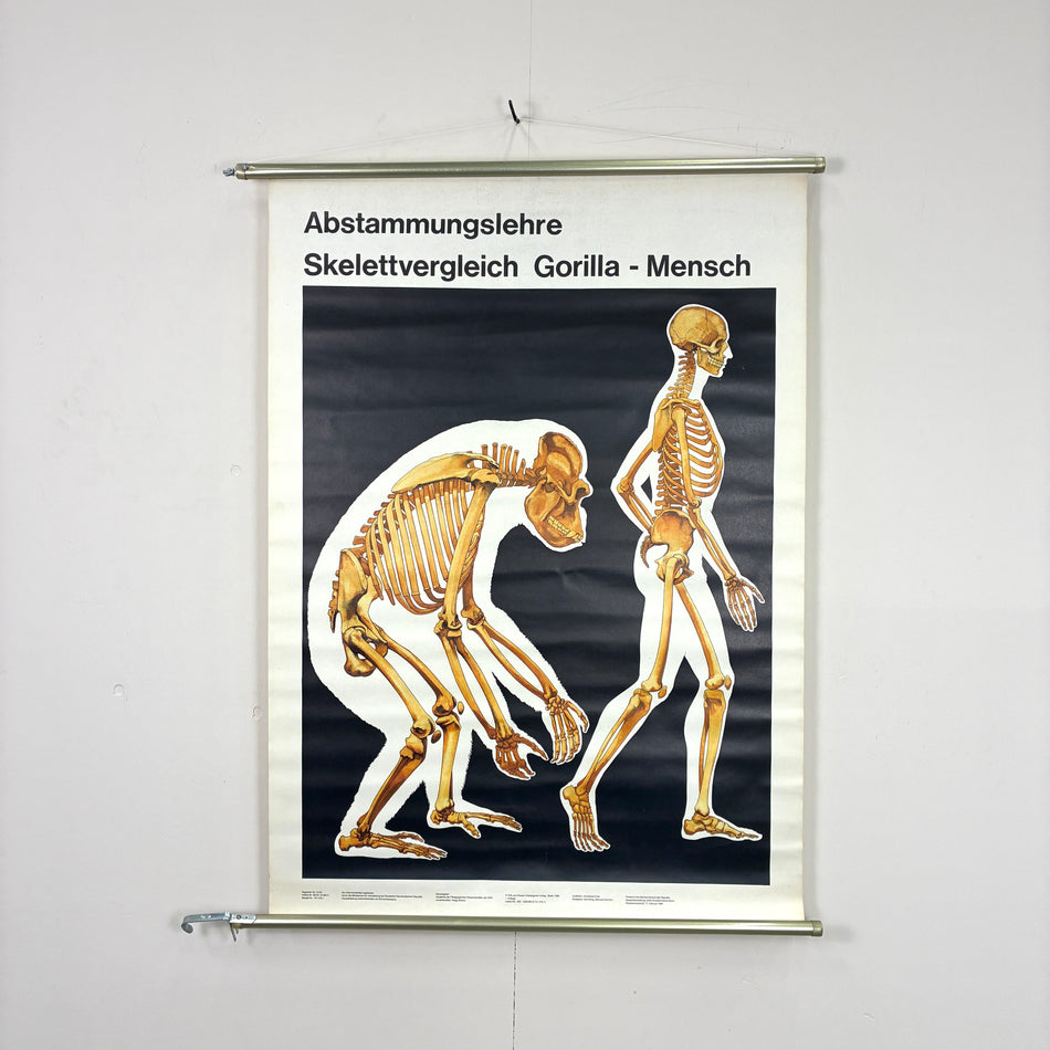 Vintage Schulkarte - Abstammungslehre Skelettvergleich Gorilla-Mensch - Rollbild Lehrtafel Wanddeko