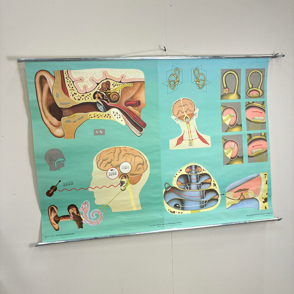 Vintage Schulkarte – Das Gehör und der Gleichgewichtssinn – Biologie Lehrtafel Rollbild Wanddeko