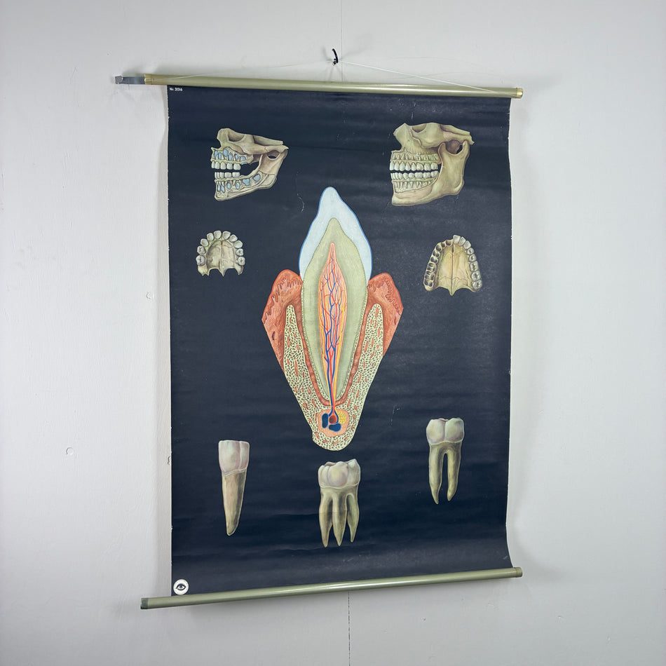 Vintage Schulkarte Aufbau der Zähne Hygiene-Museum Anatomie Lehrtafel Wanddeko