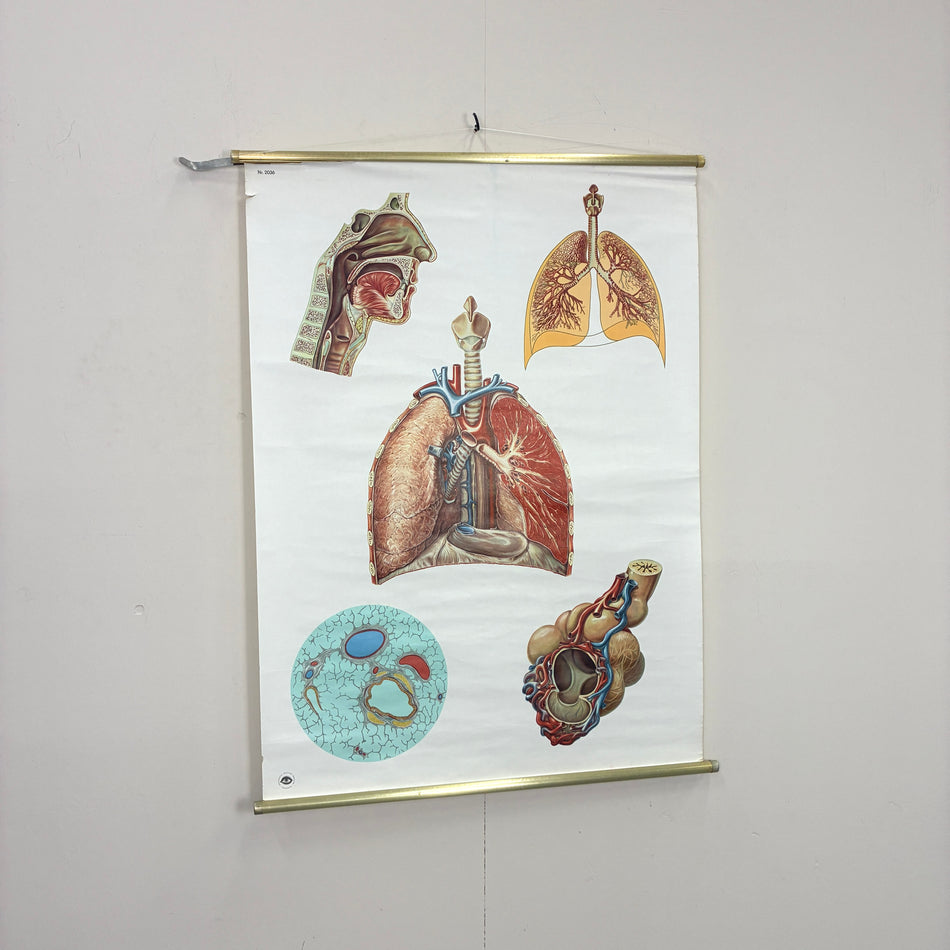Vintage Lehrtafel – Lungenanatomie – Biologie Lehrtafel Rollbild Wanddeko
