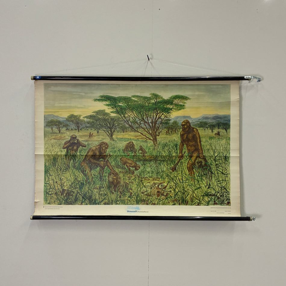 Vintage Schulkarte Urmenschen Australopithecinen Steinzeit Rollbild Lehrtafel DDR Wanddeko