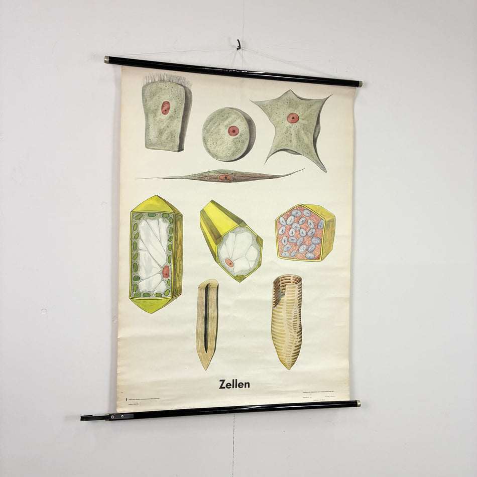 Vintage Schulkarte - Zellen (Zellstrukturen) - Biologie Rollbild Lehrtafel