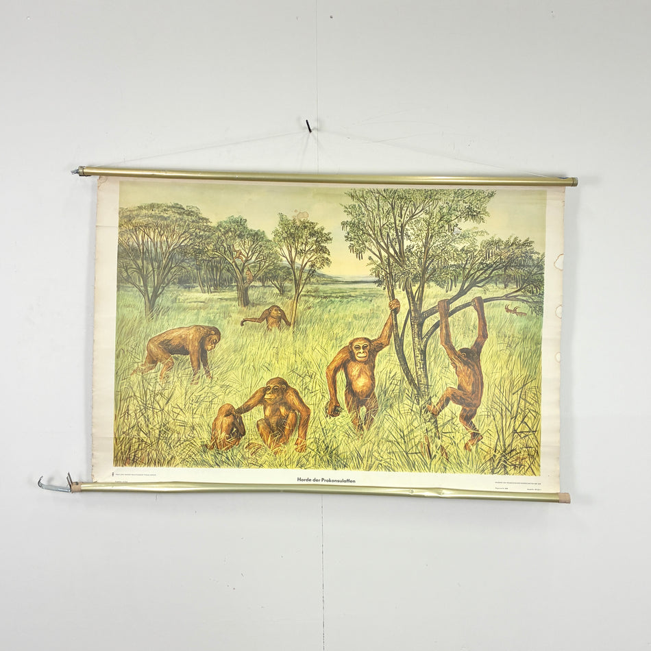 Vintage Schulkarte – Horde der Proconsulaffen – Lehrtafel Wanddeko