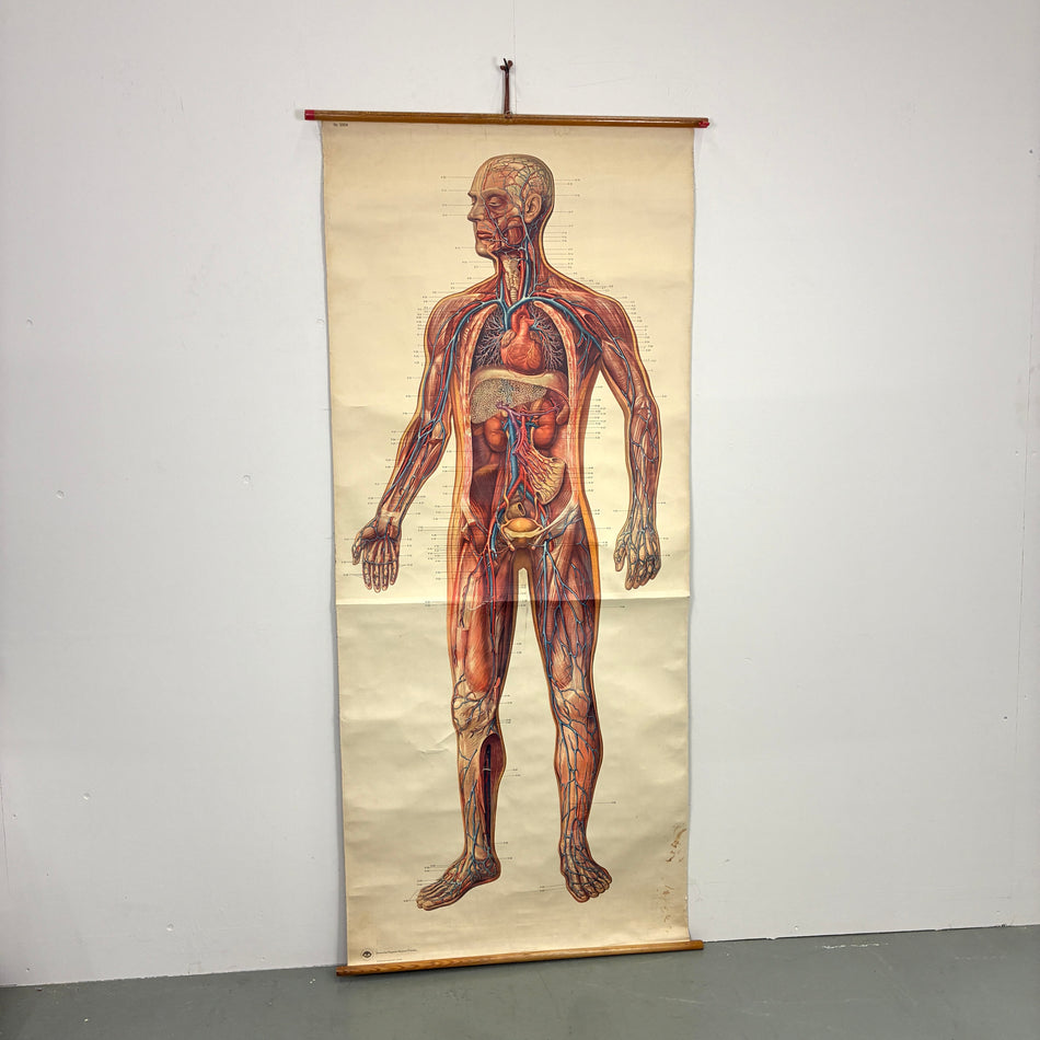 Vintage Schulkarte – Blutkreislauf Blutgefäße – Biologie Lehrtafel Rollbild Wanddeko