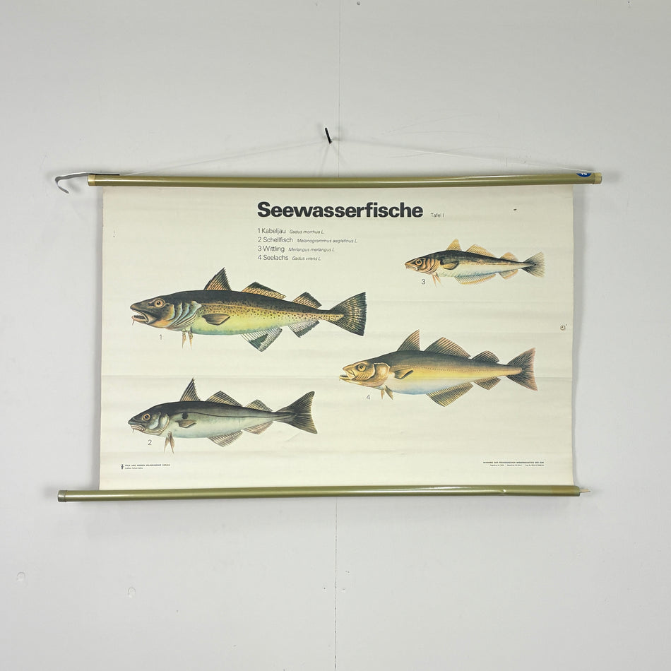 Vintage Schulkarte - Seewasserfische - Rollbild Lehrtafel Wanddeko