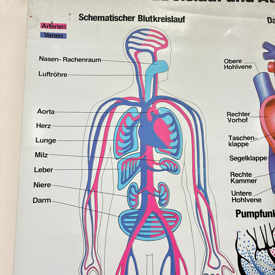 Vintage school chart – Circulatory system & respiration exercise chart – biology medical teaching poster, hanging scroll, used