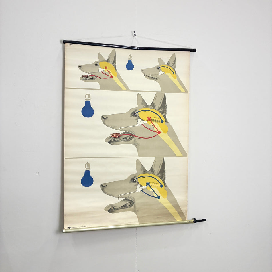 Vintage Schulkarte Pawlowscher Hund Reflexe Hygiene-Museum Lehrtafel Wanddeko