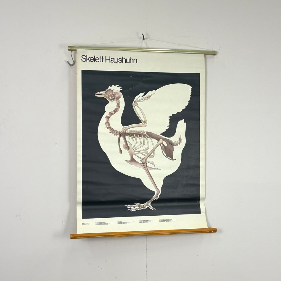 Vintage Schulkarte - Skelett Haushuhn - Rollbild Lehrtafel Wanddeko