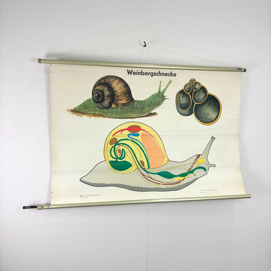 Vintage Schulkarte Weinbergschnecke Biologie Rollbild Volk und Wissen Lehrtafel Wanddeko