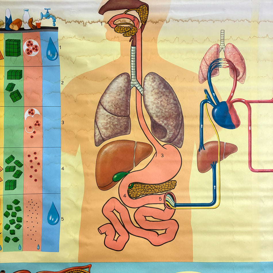 Vintage Schulkarte – Menschliche Physiologie (Organe/Stoffwechsel) – Biologie Lehrtafel Rollbild Wanddeko