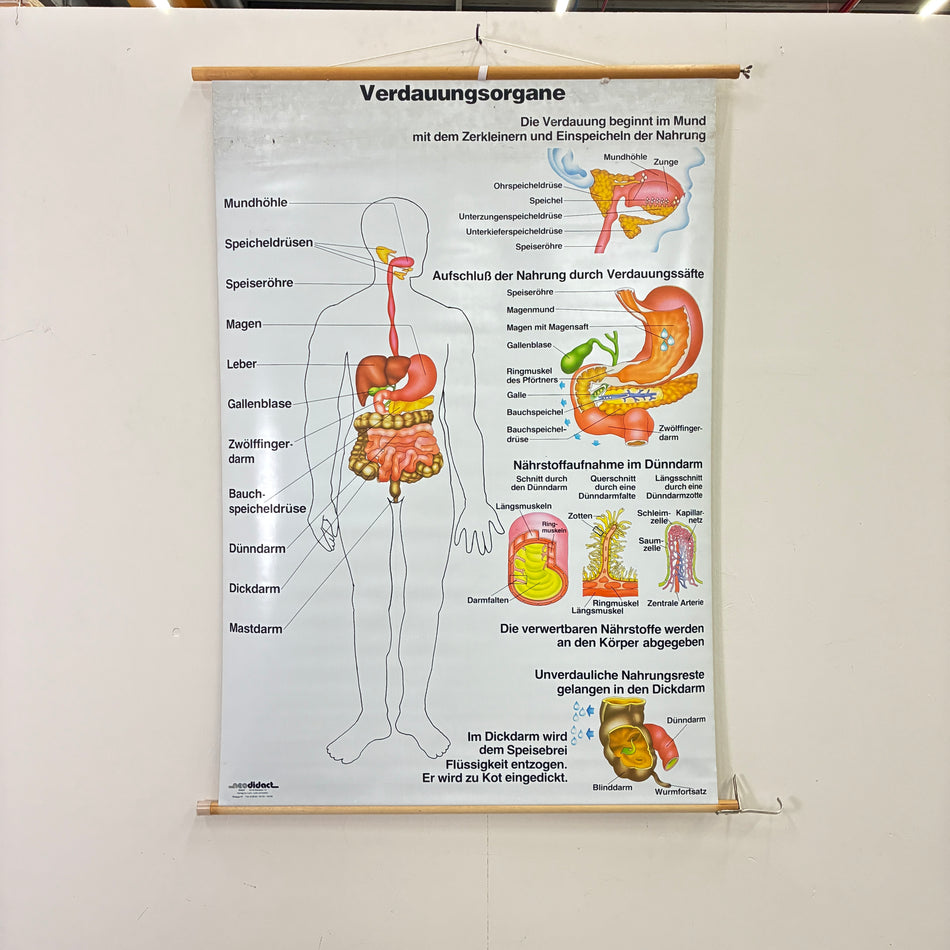 Vintage School Chart – Digestion Chart, Practice Chart – Biology, Medical Teaching Chart, Roller Chart, Used