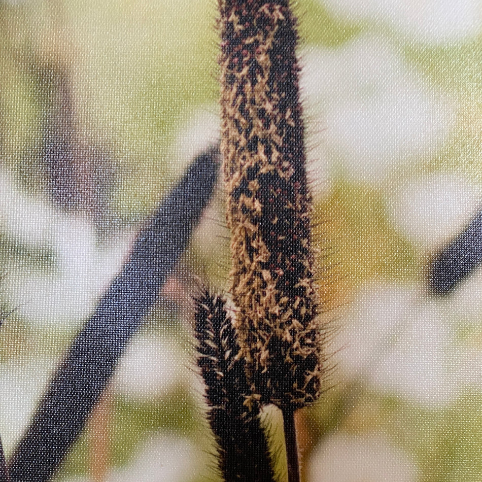 Wandbild Fotodruck auf Leinwand Spitzwegerich