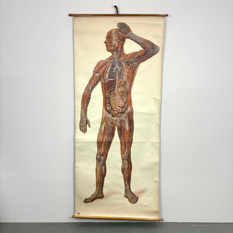 Vintage Schulkarte – Lymphgefäße – Biologie Lehrtafel Rollbild Wanddeko