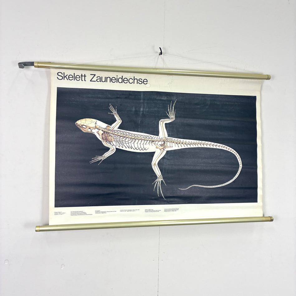 Vintage Schulkarte – Skelett Zauneidechse – Biologie Lehrtafel Wanddeko