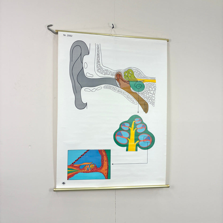 Vintage Schulkarte – Das Hörorgan – Anatomie Rollbild Lehrtafel Wanddeko