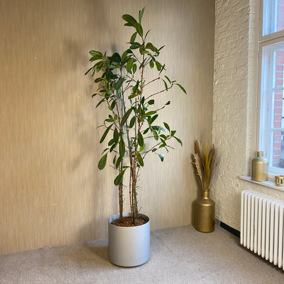 Hydro Ficus Zimmerpflanze Büro 250cm Baum