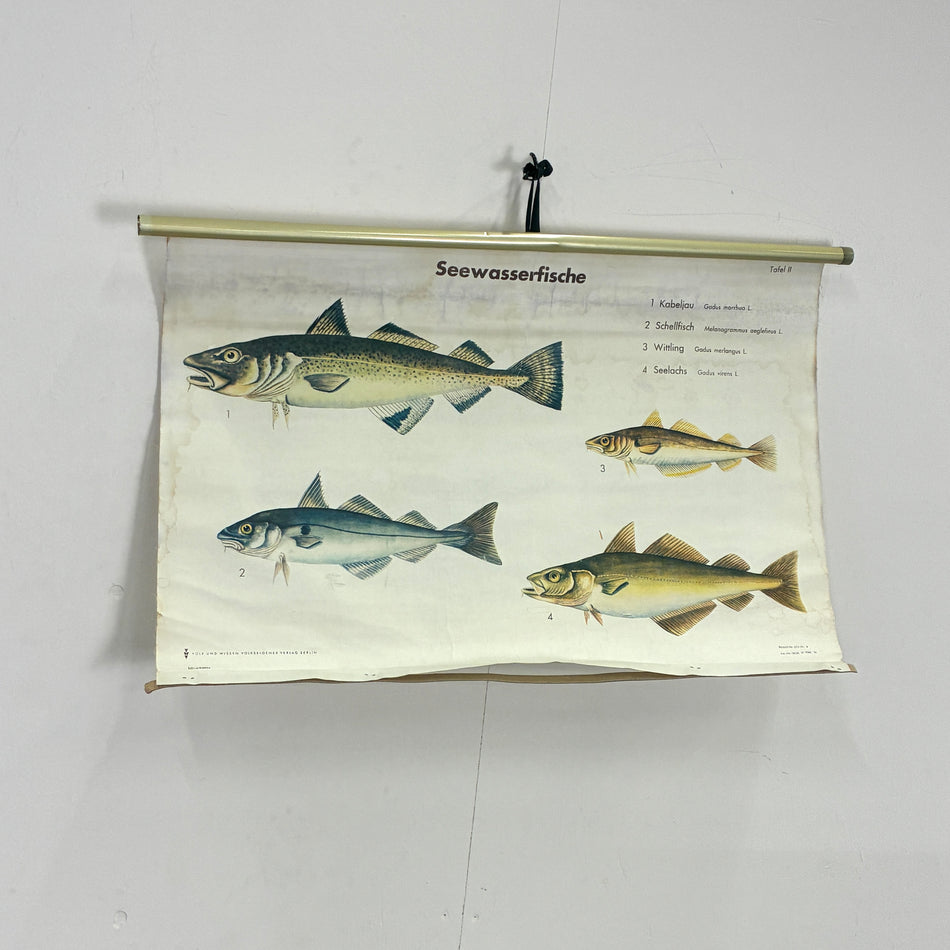 Vintage Lehrtafel – Seewasserfische – Biologie Lehrtafel Rollbild Wanddeko