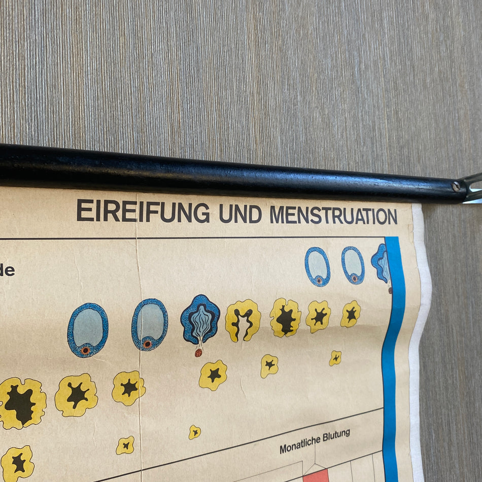 Schulkarte Beiträge zur Geschlechtserziehung Eireifung und Menstruation Biologie Lehrkarte gebraucht