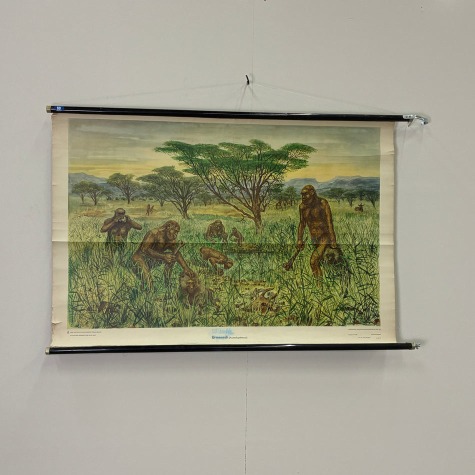 Vintage Schulkarte Urmenschen Australopithecinen Steinzeit Rollbild Lehrtafel DDR Wanddeko