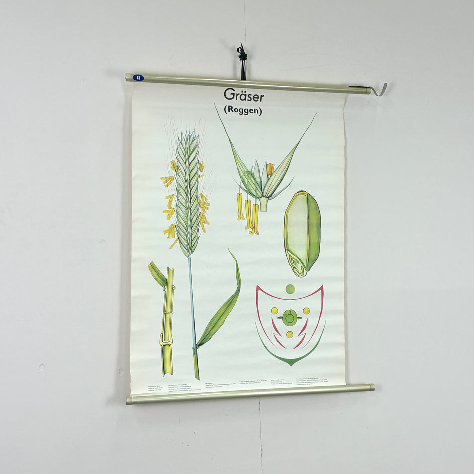 Vintage Schulkarte – Gräser (Roggen) – Botanische Lehrtafel Wanddeko