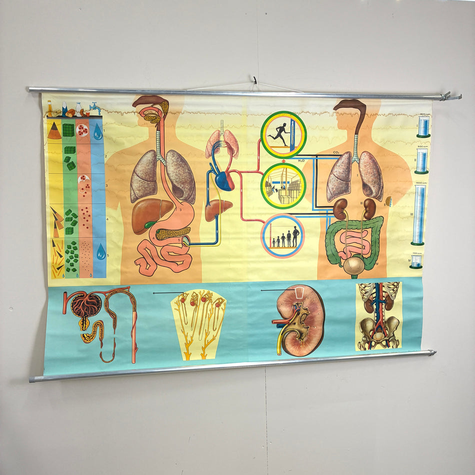 Vintage Schulkarte – Menschliche Physiologie (Organe/Stoffwechsel) – Biologie Lehrtafel Rollbild Wanddeko