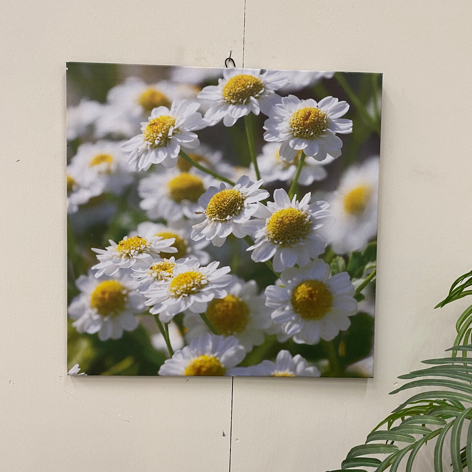 Wandbild Margeritte 80x80 Leinwand Fotodruck Deko Gebraucht