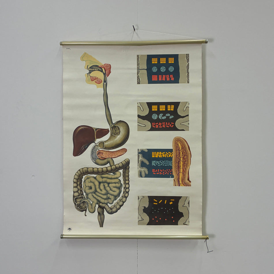 Vintage Schulkarte Die Verdauung Anatomie Rollbild Biologie Lehrtafel Wanddeko
