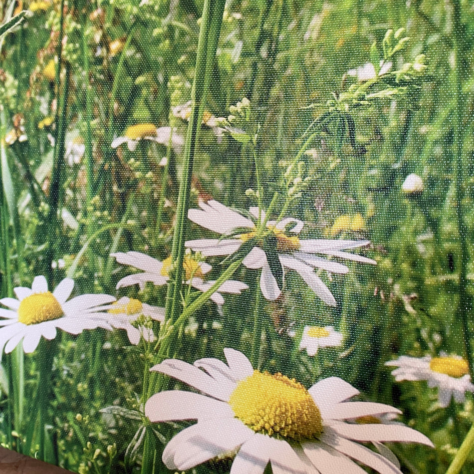 Wandbild Fotodruck auf Leinwand 
Margerite