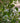 Riesige Hydro Ficus Benjamini 210cm hoch Zimmerpflanze Nr. 74
