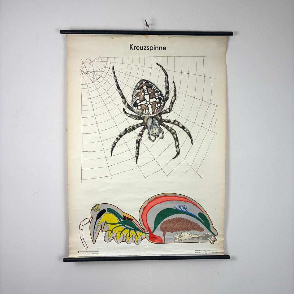 Vintage Schulkarte Kreuzspinne Biologie Rollbild  Lehrtafel Wanddeko