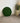 Moosbild Wandpaneel apfelgrün 60cm Kreis