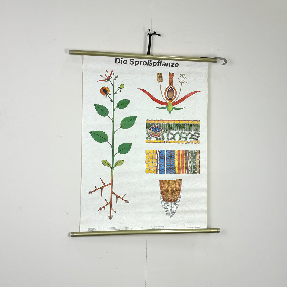 Vintage Schulkarte - Die Sproßpflanze - Rollbild Lehrtafel Wanddeko