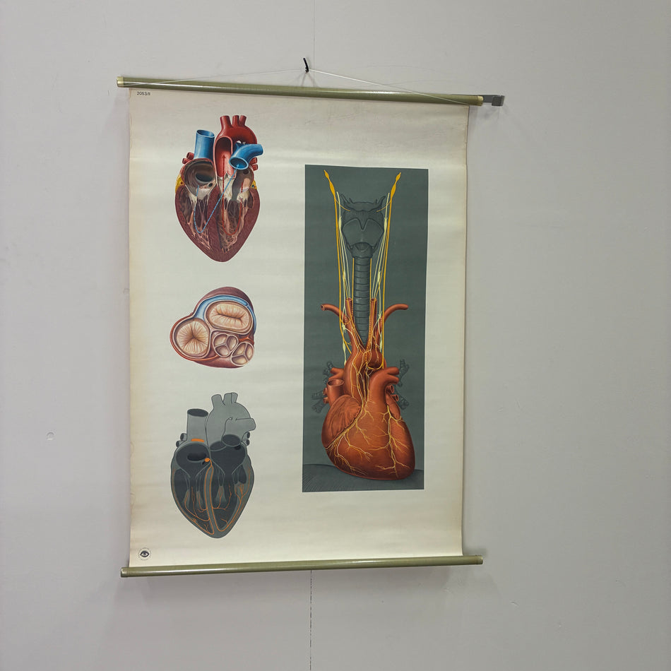 Vintage Schulkarte Das Herz III Anatomie Rollbild Biologie Lehrtafel
