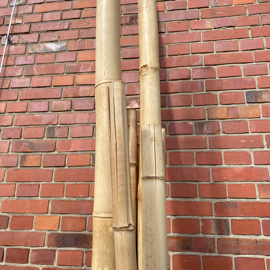 Bambus Pflanze Deko 300cm Outdoor