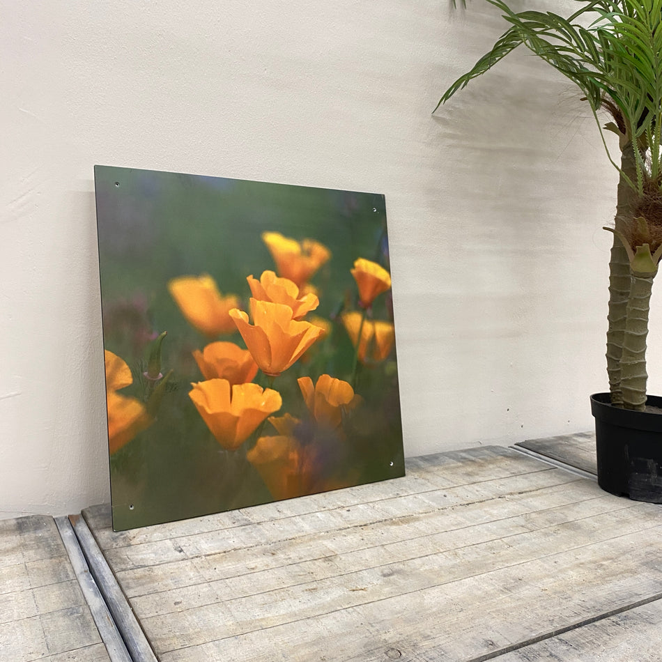 Wandbild Alu-Dibond Gelber Mohn Fotodruck Natur Deko Bild gebraucht
