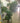 Große Schefflera Strahlenaralie - ca. 190cm hohe Pflanze Hydro Pflanze Nr. 45