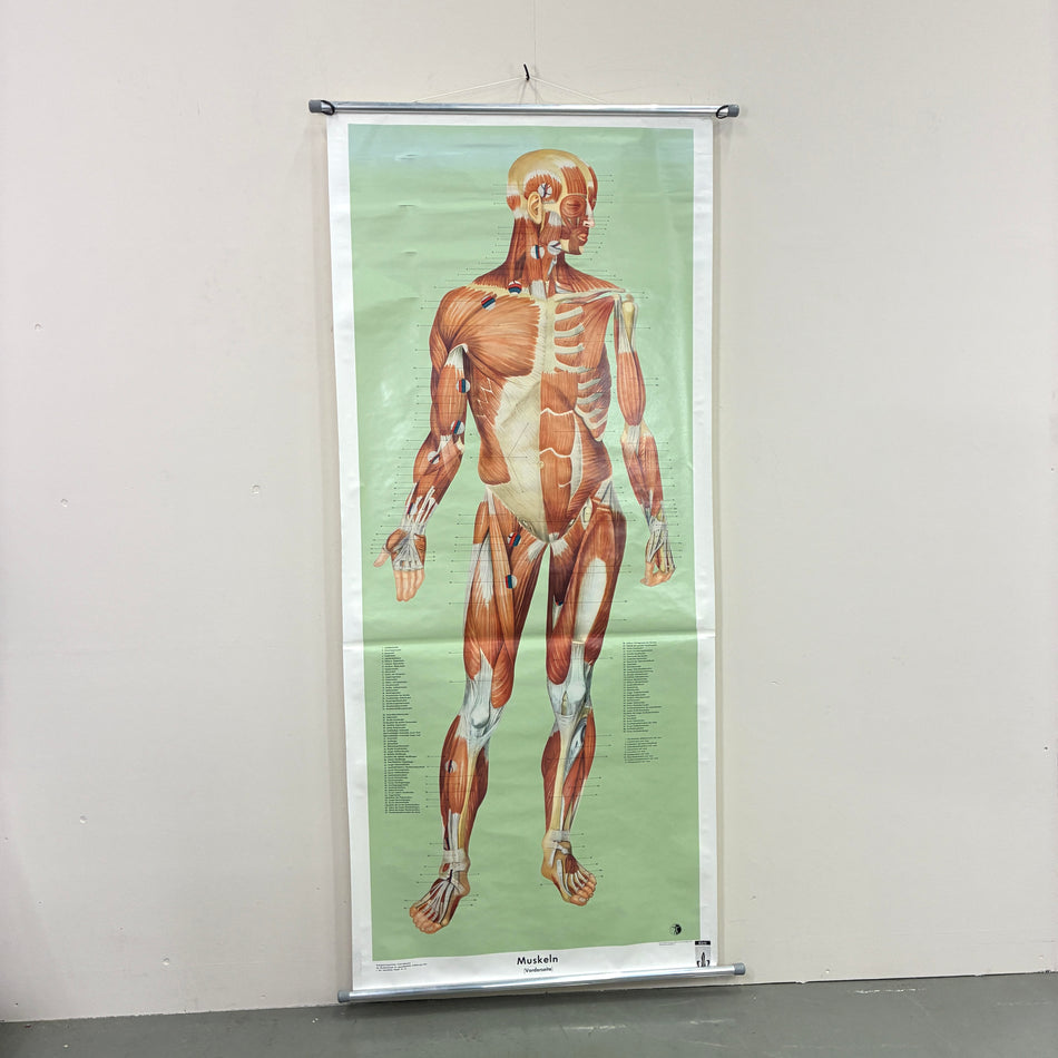 Vintage Schulkarte – Anatomie (Muskelaufbau) – Biologie Lehrtafel Rollbild Wanddeko