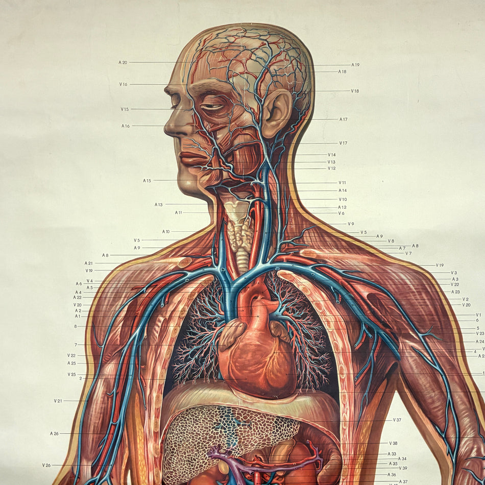 Vintage Schulkarte – Blutkreislauf Blutgefäße – Biologie Lehrtafel Rollbild Wanddeko