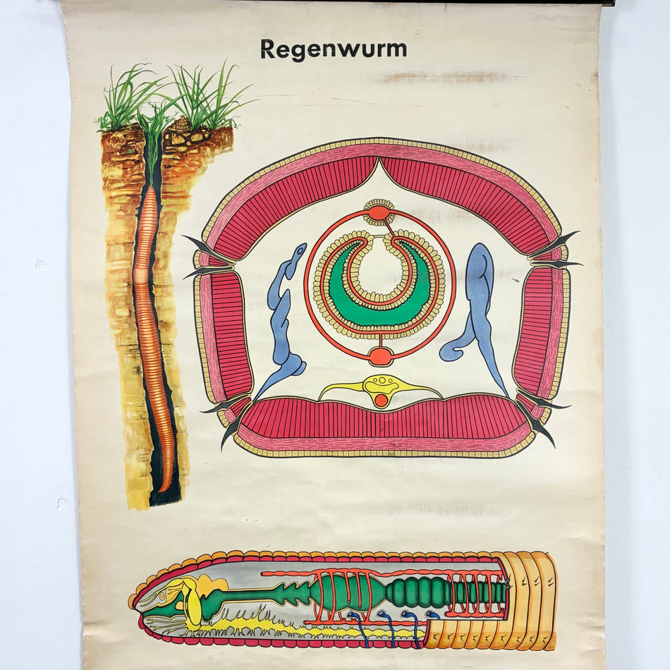 Vintage Schulkarte – Regenwurm – Biologie Rollbild Lehrtafel Wanddeko