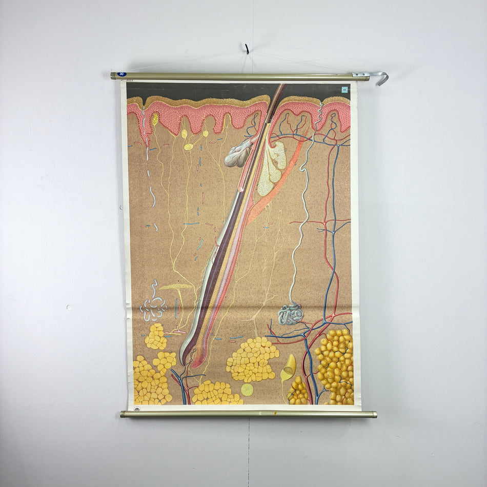Vintage Schulkarte Aufbau der Haut Hygiene-Museum Anatomie Lehrtafel Wanddeko