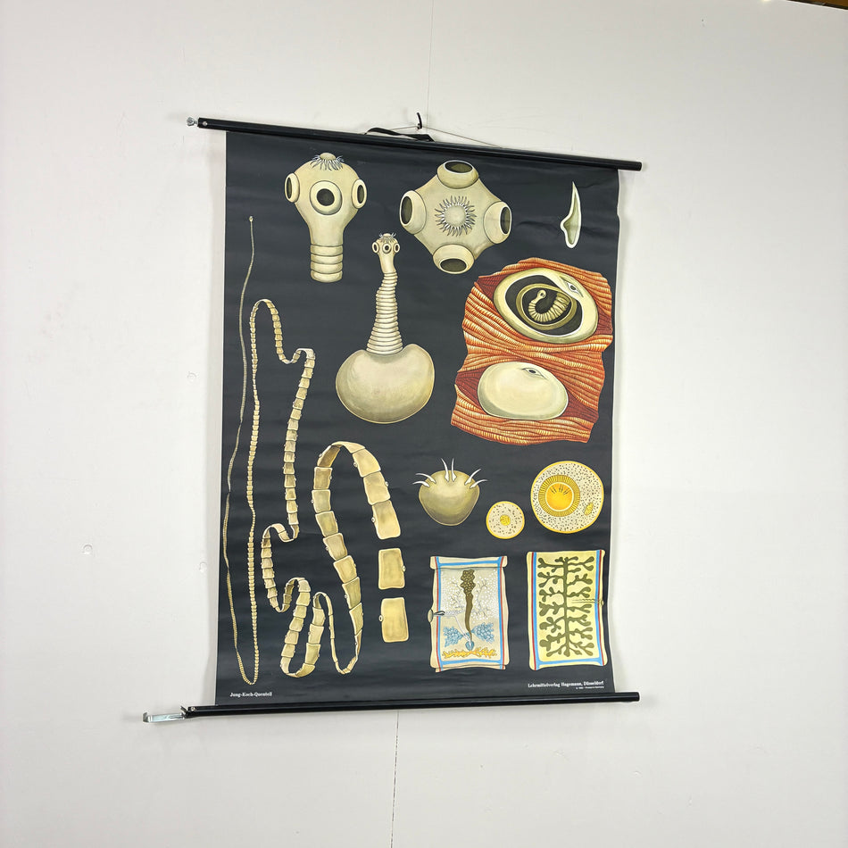 Vintage Schulkarte - Bandwurm Biologie - Rollbild Lehrtafel Wanddeko