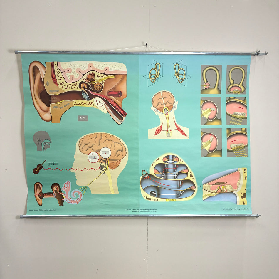 Vintage Schulkarte – Das Gehör und der Gleichgewichtssinn – Biologie Lehrtafel Rollbild Wanddeko