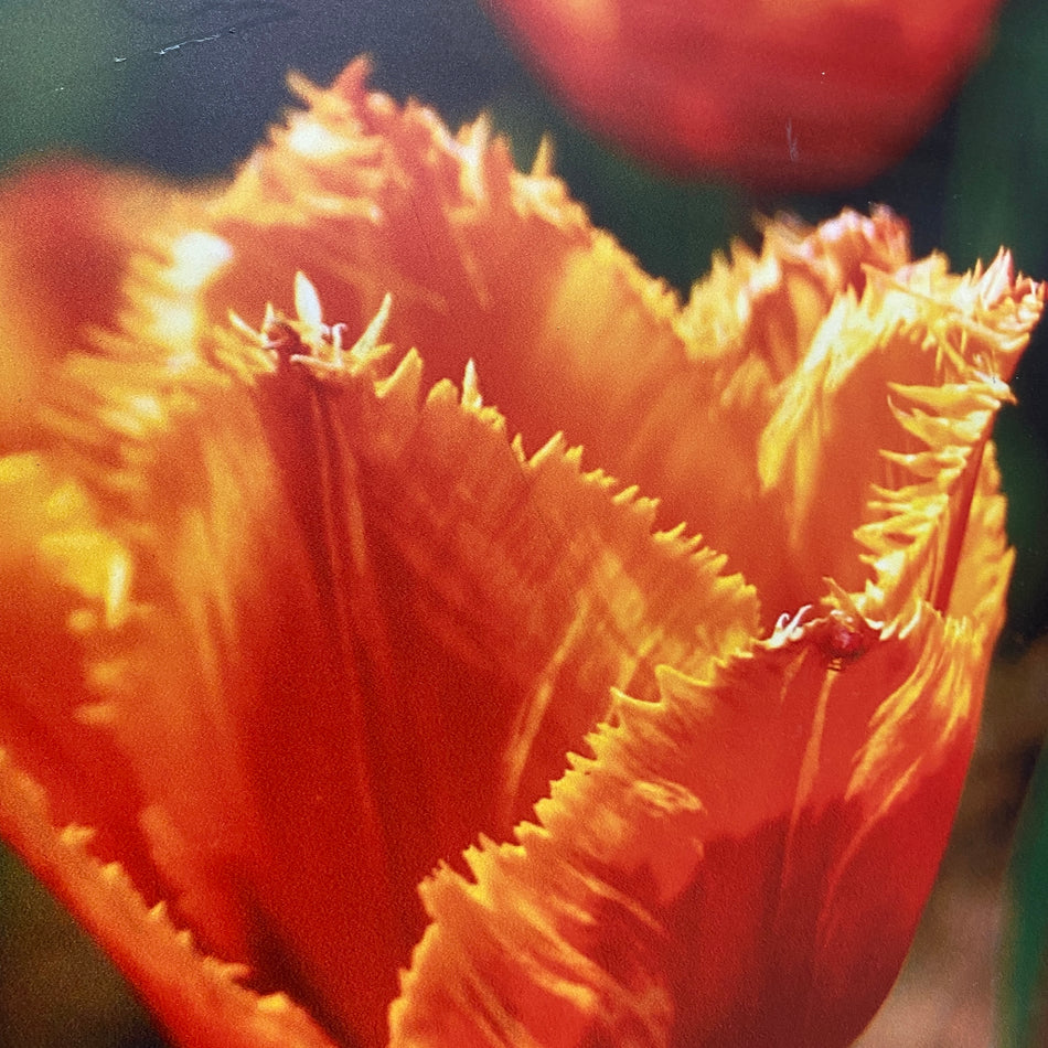 Wandbild Alu-Dibond Fransentulpe Fotodruck Natur Deko Bild gebraucht