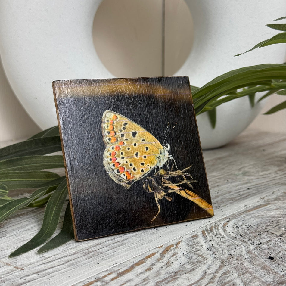 Untersetzer Schmetterling Perlmutterfalter Holz Quadratisch 10x10 Deko Küchenbedarf
