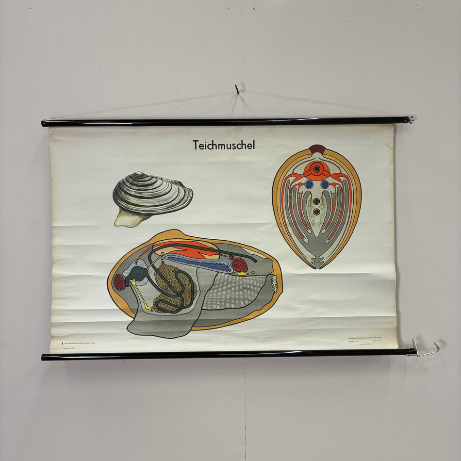 Vintage Schulkarte Teichmuschel Biologie Zoologie Rollbild Lehrtafel DDR Wanddeko