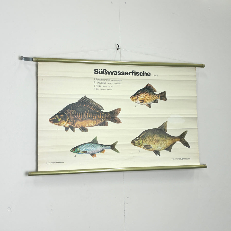 Vintage Schulkarte Süßwasserfische Biologie Rollbild Volk und Wissen Lehrtafel Wanddeko
