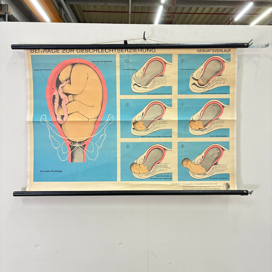 Vintage School Chart – Stages of Birth – Biology Educational Chart, Rolled, Used