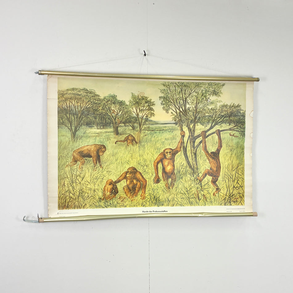 Vintage Schulkarte – Horde der Proconsulaffen – Lehrtafel Wanddeko