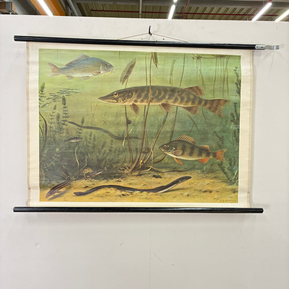 Vintage School Wall Chart – Freshwater Fish Pike & Largemouth Bass – Biology Educational Chart Roll, Used